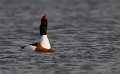 Bergeenden lokroep
